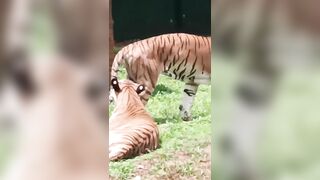 tiger Bannerghatta National Park and Zoo (Biological Park), #royalmanojsharma #vlogger #ind #travel