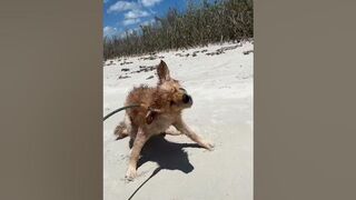 It’s A Golden Beach Day!!! #shorts #goldenretriever #puppy