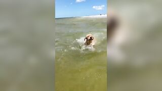 It’s A Golden Beach Day!!! #shorts #goldenretriever #puppy