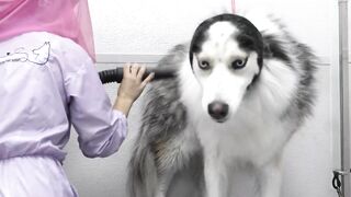 Ok...this one's funny | Husky Dog