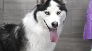 Ok...this one's funny | Husky Dog