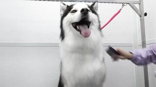 Ok...this one's funny | Husky Dog