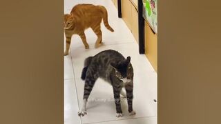Funny Animals & Cute Pets Videos Compilation #funnyanimals #shorts