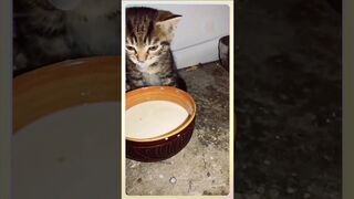 Funny & Cute Cats Compilation (TikTok) #1million #shorts  ????