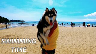 HUSKY GOES TO SWIMMING LESSON I SALAMAN BEACH RESORT BAGAC BATAAN I SWIMMING TIME I HUSKY DOG