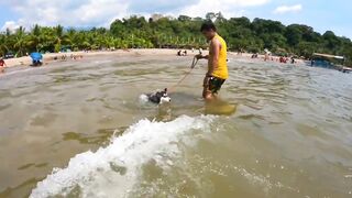 HUSKY GOES TO SWIMMING LESSON I SALAMAN BEACH RESORT BAGAC BATAAN I SWIMMING TIME I HUSKY DOG