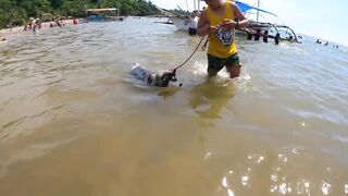 HUSKY GOES TO SWIMMING LESSON I SALAMAN BEACH RESORT BAGAC BATAAN I SWIMMING TIME I HUSKY DOG