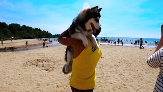 HUSKY GOES TO SWIMMING LESSON I SALAMAN BEACH RESORT BAGAC BATAAN I SWIMMING TIME I HUSKY DOG