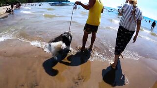 HUSKY GOES TO SWIMMING LESSON I SALAMAN BEACH RESORT BAGAC BATAAN I SWIMMING TIME I HUSKY DOG