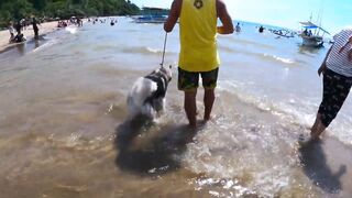 HUSKY GOES TO SWIMMING LESSON I SALAMAN BEACH RESORT BAGAC BATAAN I SWIMMING TIME I HUSKY DOG