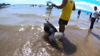 HUSKY GOES TO SWIMMING LESSON I SALAMAN BEACH RESORT BAGAC BATAAN I SWIMMING TIME I HUSKY DOG