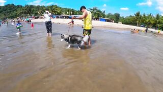 HUSKY GOES TO SWIMMING LESSON I SALAMAN BEACH RESORT BAGAC BATAAN I SWIMMING TIME I HUSKY DOG