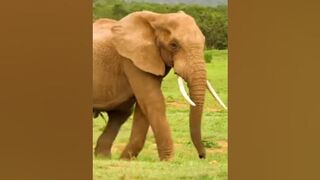 hathi ka butiful viwe #shorts #animals #animal #anime