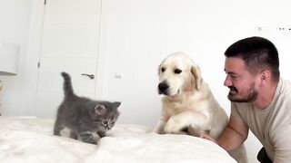 Funny Golden Retriever Reaction to Meeting with Tiny Kitten