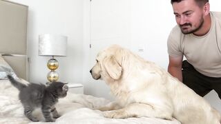 Funny Golden Retriever Reaction to Meeting with Tiny Kitten
