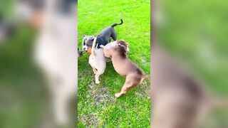 #dog #dogs #puppy #friends #cat #love #games #ambully #americanbully #bully