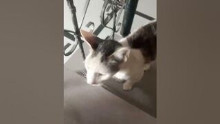 Beby Cats - cute and funny cat videos???? compilation ???? AWW ANI.#cats #cat #funnycats