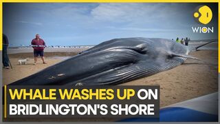 Whale dies after washing up on UK beach | WION Climate Tracker | Latest English News