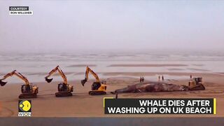 Whale dies after washing up on UK beach | WION Climate Tracker | Latest English News