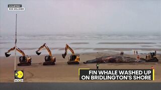 Whale dies after washing up on UK beach | WION Climate Tracker | Latest English News