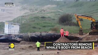 Whale dies after washing up on UK beach | WION Climate Tracker | Latest English News