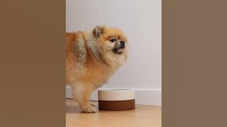 Cute Pomeranian video compilation| CUTE ANIMALS #shorts #youtubeshorts #shortsvideo