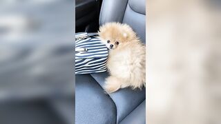 Cute Pomeranian video compilation| CUTE ANIMALS #shorts #youtubeshorts #shortsvideo