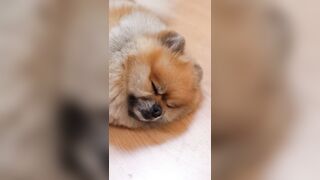 Cute Pomeranian video compilation| CUTE ANIMALS #shorts #youtubeshorts #shortsvideo