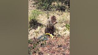 Monkey Dancing Video l Funny videos Funny Monkeys Compilation l Funny Monkey Moment l Nj24 Media l