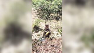 Monkey Dancing Video l Funny videos Funny Monkeys Compilation l Funny Monkey Moment l Nj24 Media l