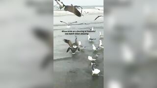 Beautiful_Gulf_Sea_Beach???? #mindfresh #beach #birds #relaxing #viral #shorts