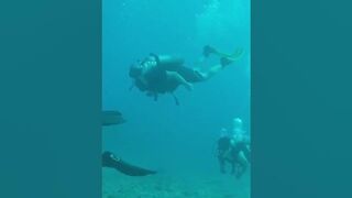 Freediving with their girlfriends in yellow bikinis.