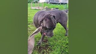 Funny Goose & Pup Form Unlikely Friendship!