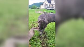 Funny Goose & Pup Form Unlikely Friendship!