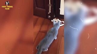 Funniest cats and dogs Video Compilation 57 || Funny Animal Videos