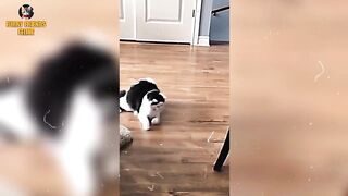 Funniest cats and dogs Video Compilation 52 || Funny Animal Videos
