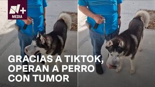 Perro con tumor es operado gracias a Tiktok - N+15