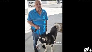 Perro con tumor es operado gracias a Tiktok - N+15