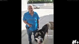 Perro con tumor es operado gracias a Tiktok - N+15