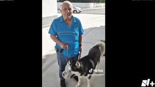 Perro con tumor es operado gracias a Tiktok - N+15