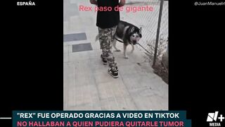 Perro con tumor es operado gracias a Tiktok - N+15