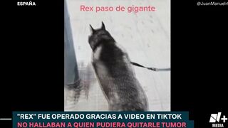 Perro con tumor es operado gracias a Tiktok - N+15