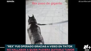 Perro con tumor es operado gracias a Tiktok - N+15