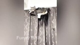 Funny Animal Compilation from Pets to Zoos / Funniest ANIMALS part 84 | @Funny_Brill