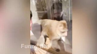 Funny Animal Compilation from Pets to Zoos / Funniest ANIMALS part 84 | @Funny_Brill