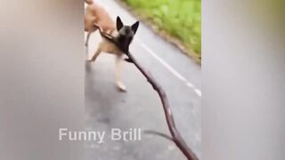 Funny Animal Compilation from Pets to Zoos / Funniest ANIMALS part 84 | @Funny_Brill