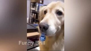 Funny Animal Compilation from Pets to Zoos / Funniest ANIMALS part 84 | @Funny_Brill