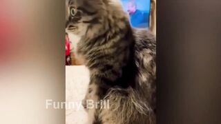 Funny Animal Compilation from Pets to Zoos / Funniest ANIMALS part 84 | @Funny_Brill