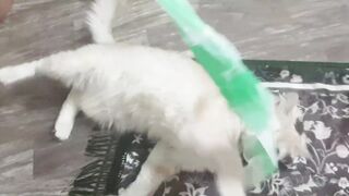 Funniest Cats Videos ???? Best Funny Cats Videos | Cat and Animal Compilation|Cat Compilation Video