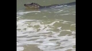 ????Gator casually swimming at a beach in Alabama